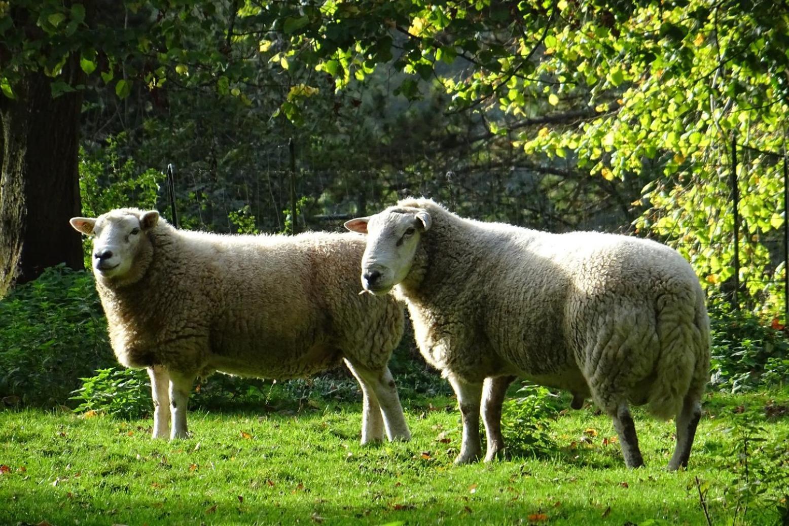 Aux Bois Dores De La Ferme De Sorval, Animaux De La Ferme, Fitness Selvigny Exterior photo